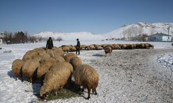 Van’da çiftçilere 165 bin koyun desteği!