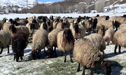 40 bin TL'ye çalışacak çoban yok! Rota İran'a çevrildi