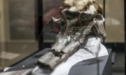 Bilim insanları Peru'da 16 milyon yıllık kafatası buldu