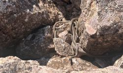Hakkari’de sürü halinde yılanlar görüntülendi