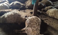 Van’da ahırda havasız kalan koyunlar telef oldu