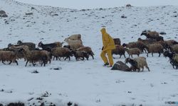 Van’da kar yağışı nedeniyle koyun sürüsü ağıllara döndü!