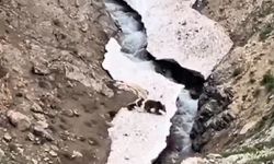 Van’da anne ayı ve yavruları yiyecek ararken görüntülendi!