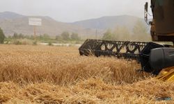 Kozan'da hasat başladı: Üreticiler yüksek rekolteden mutlu!