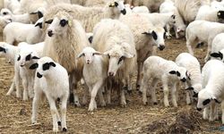 Van’da kendi işinin patronu olmak isteyene müjde: 100 küçükbaş hayvan ve aylık 15 bin TL maaş verilecek!