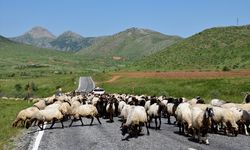 Göçerlerin yaylalara yolculuğu devam ediyor