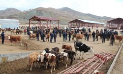 Van'da kurbanlık satış ve kesim noktaları belli oldu! İşte kurban satış ve kesim noktaları...