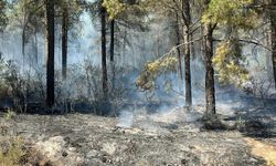 İstanbul'da orman yangını çıktı