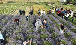 Van'da akademisyenlerin yetiştirdiği tıbbi ve aromatik bitkilerin hasadı yapıldı