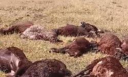Yıldırım düşmesi sonucu, 2 kardeş yaralandı 20 koyun telef oldu