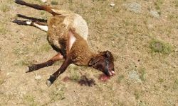 Van’da kurtlar koyun sürüsüne saldırdı: 120 koyunu telef etti!