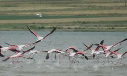 Van’ın doğa turizmine renk katan misafirler gelmeye başladı!