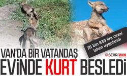 Van'da bir vatandaş evinde kurt besledi: 26 bin 839 lira cezai işlem uygulandı