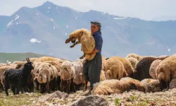 Memur ve müdürleri geçti! Çoban maaşını duyan şaşıp kalacak