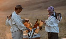 Van’da Hayal Dağında 'bal' gibi hasat başladı!