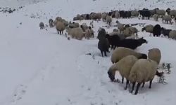 Başkale'de kar etkili oldu, yollar kapandı