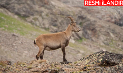 HAKKARİ DOĞA KORUMA VE MİLLİ PARKLAR İL ŞUBE MÜDÜRLÜĞÜ YABAN KEÇİSİ AV İLANI