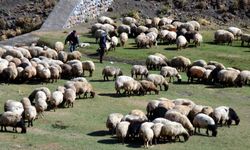 Van’da hayvancılık yapmak isteyene müjde: Devlet'ten 100 küçükbaş hediye! İşte başvuru bilgileri...