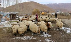 Van’da hayvancılığa bir destekte İŞKUR’dan: Engelli kadın sürü sahibi oldu!