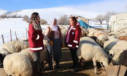 Bu proje Van’daki hayvancılığı canlandıracak: Her çiftçiye 100 koyun!