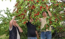 Van’da çiftçilere hibeli meyve fidanı desteği!