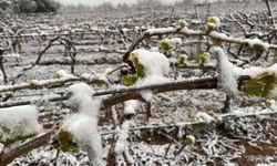 Bahar beklenirken kış geri döndü: Van’da üreticiler zirai don tehlikesiyle karşı karşıya kaldı!