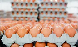Yumurta fiyatlarına savaş darbesi: Fiyatlar dibi gördü!