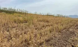 Hasadı başladı: Onsuz çorba pişirilmiyor...