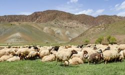 Van'da koruma çalışmaları ve desteklerle norduz koyununun sayısı artıyor