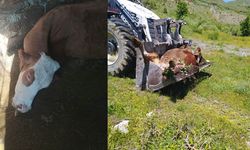Hakkari’de süt ineği telef olan bir anne: “Çocuklarımı artık nasıl okutacağım?”