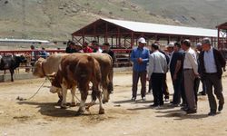 Van’da kurbanlık fiyatları belli oldu! İşte küçükbaş ve büyükbaş kurban fiyatları