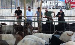 Kurbanlıklar görücüye çıktı: İşte ortalama kurbanlık fiyatları