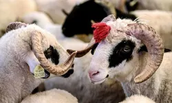2025 Kurban Bayramı ne zamandır?