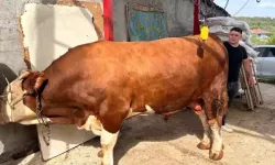 1 ton 200 kiloluk kurbanlık, araba fiyatına alıcısını bekliyor