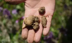 Çiftçiyi zengin eden hasat