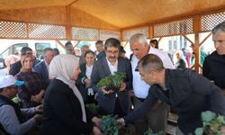 Van’da ücretsiz sebze fidesi dağıtımı başladı!