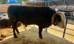 1 ton 300 kiloluk tosun bakın kaç liraya alıcı buldu