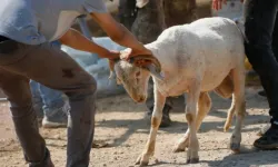 Kurban Duası: Kurban keserken okunacak dua!