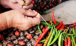 Acı biber yemek, mideyi zarar veriyor mu? Uzmanlar açıkladı…