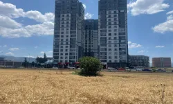 Milyon dolarlık lüks gökdelenlerle çevrili tarlada buğday hasadı