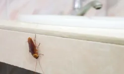 Bütün evi temizleseniz de yetmiyor! Hamam böceklerini cezbeden detay…