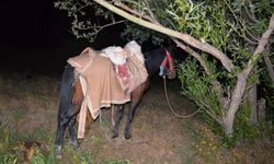İran’dan Van’a katırla uyuşturucu sevkiyatı İHA’ya takıldı!