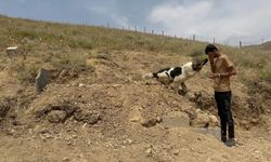 Van'da kalp krizi geçirmişti: Sadık köpekten sahibinin mezarı başında bi an olsun ayrılmıyor!