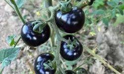 Hakkari Yüksekova'da siyah domates yetiştiriliyor