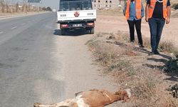 Hakkari’de kamyonetin çarptığı buzağı telef oldu