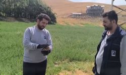Yaralı baykuş ekipler tarafından kurtarıldı