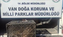 Van'da Kınalı Keklik avlayan şahsa 53 bin TL ceza kesildi!