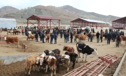 Van’da şap hastalığı devam eder mi? Uzmanından Vanlı üreticilere ‘şap hastalığı’ için kritik uyarı!
