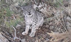 Van'da nesli tehlike altında vaşak görüntülendi!