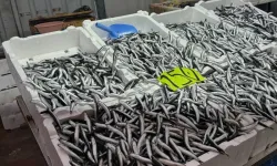 Hava şartları hamsi fiyatlarını uçurdu